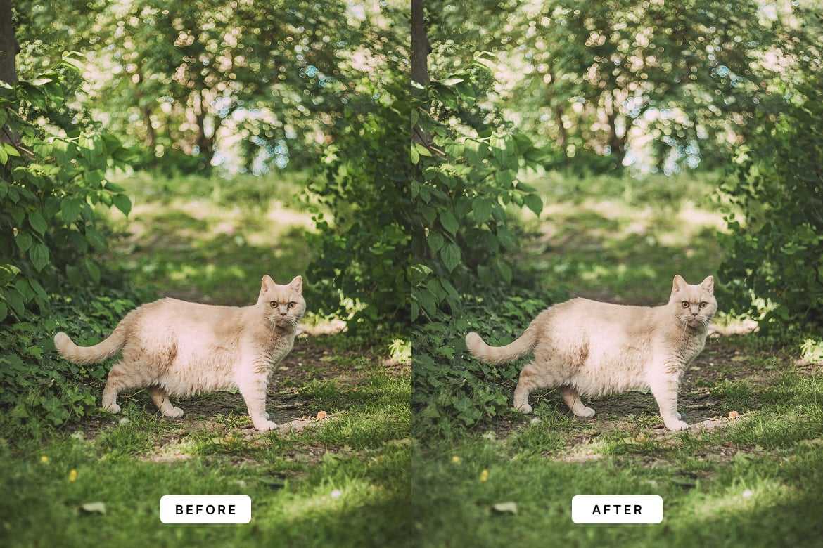 梦幻乡村风格Lightroom预设 Dream Village Lightroom Presets插图2 梦幻乡村风格Lightroom预设 Dream Village Lightroom Presets