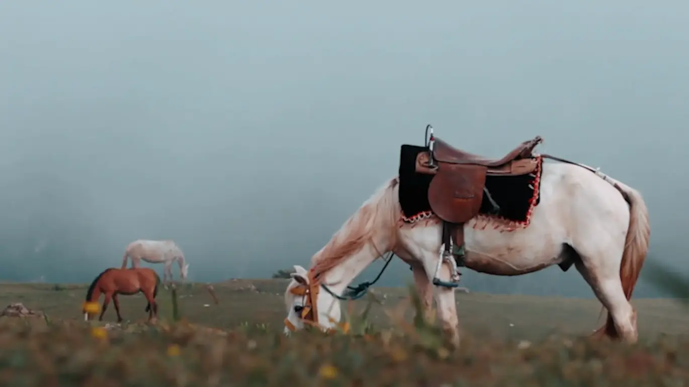 柔和模糊转场AE视频模板 Soft Blur Transitions