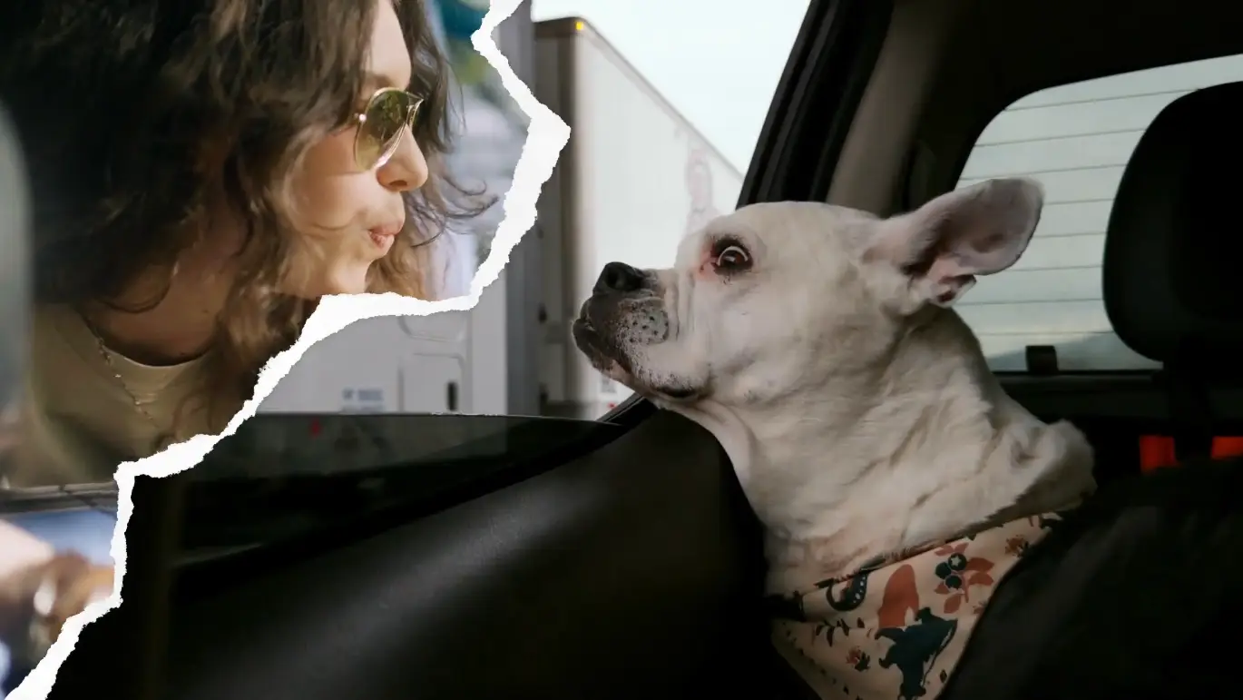 纸张撕裂分屏PR特效模板 Paper Split Screen