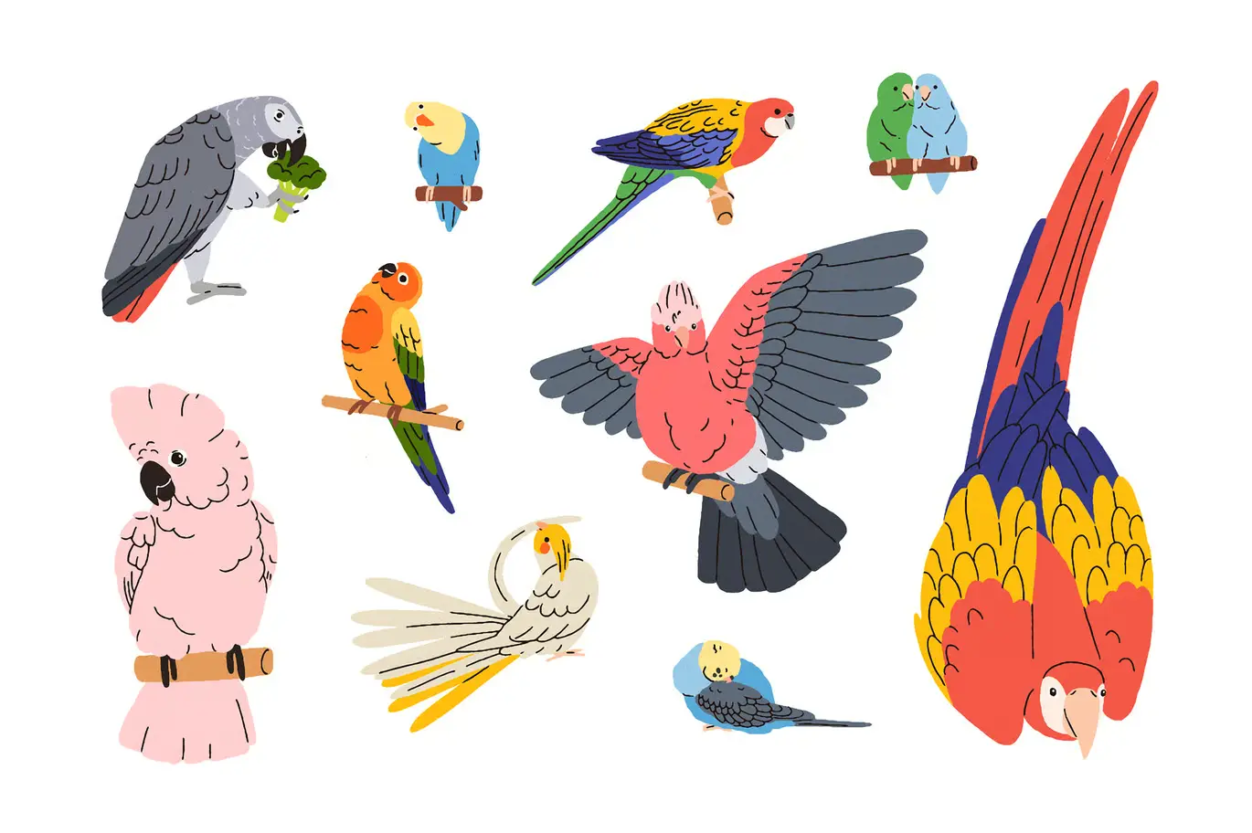 可爱热带丛林鹦鹉小鸟矢量图集 Cute Tropical Jungle Parrot Birds Set