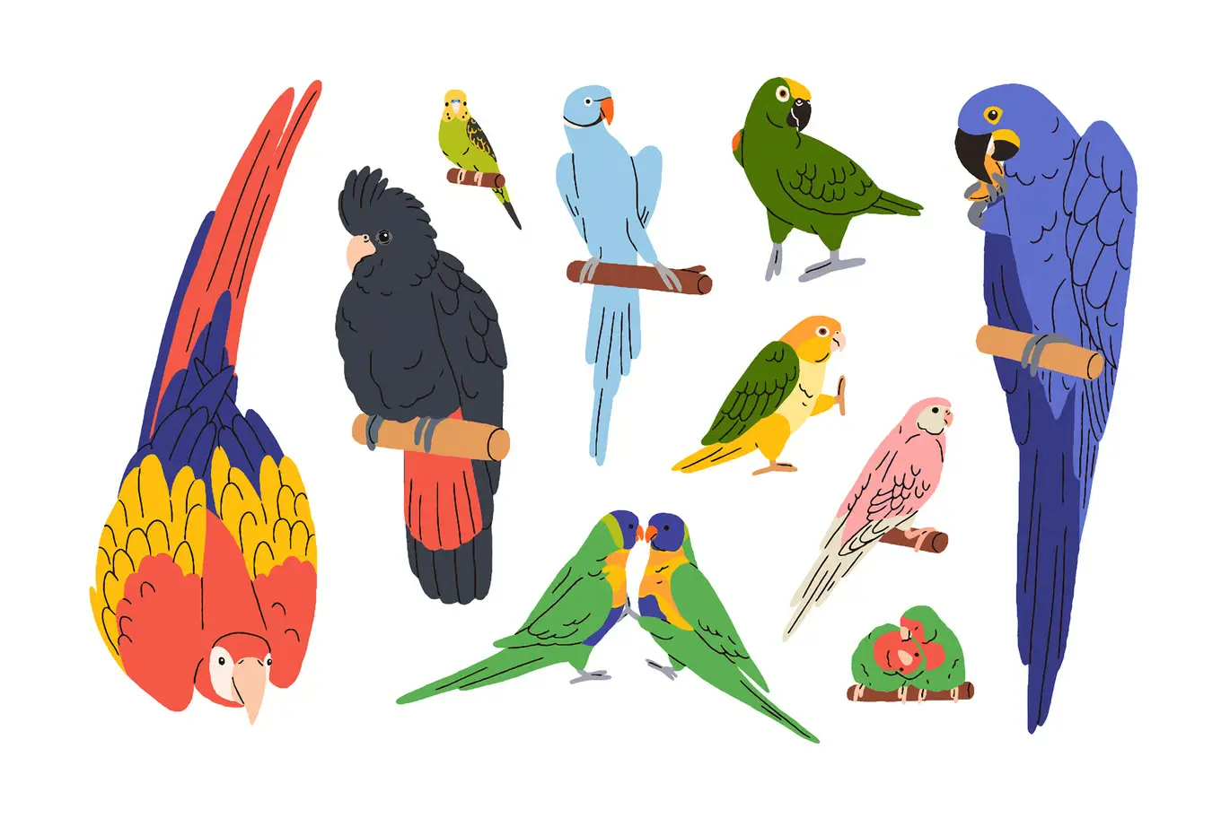 可爱热带丛林鹦鹉小鸟矢量图集 Cute Tropical Jungle Parrot Birds Set