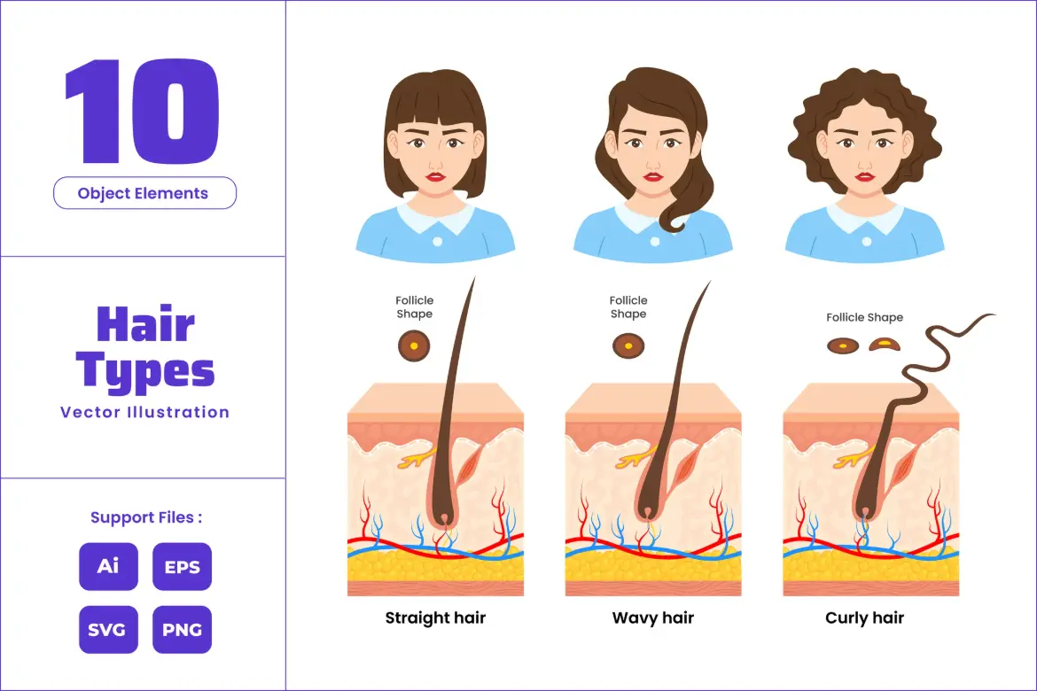 发质结构类型矢量图表素材卷发直发波浪发图解AI/EPS/SVG/PNG