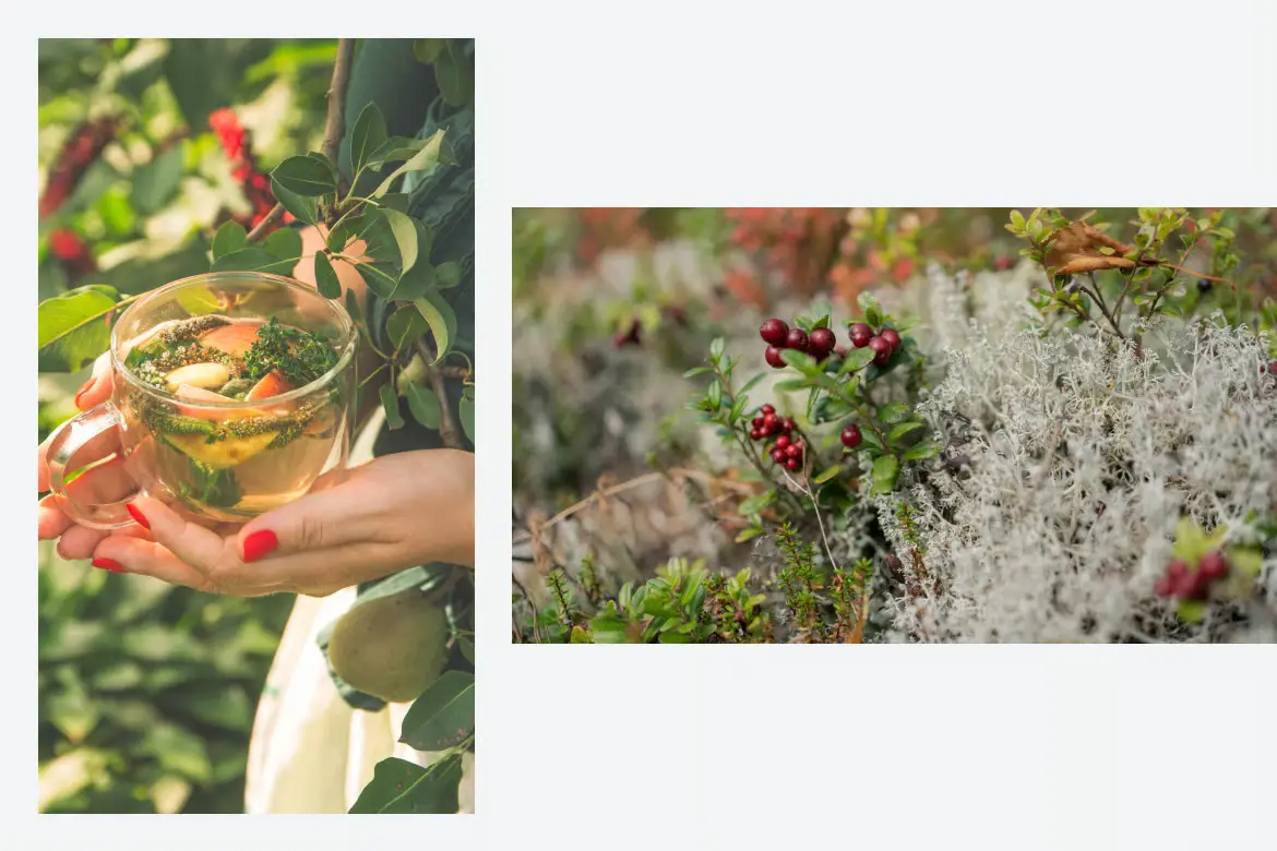 草本色调Lightroom预设自然温暖滤镜 Herbal Tone Presets