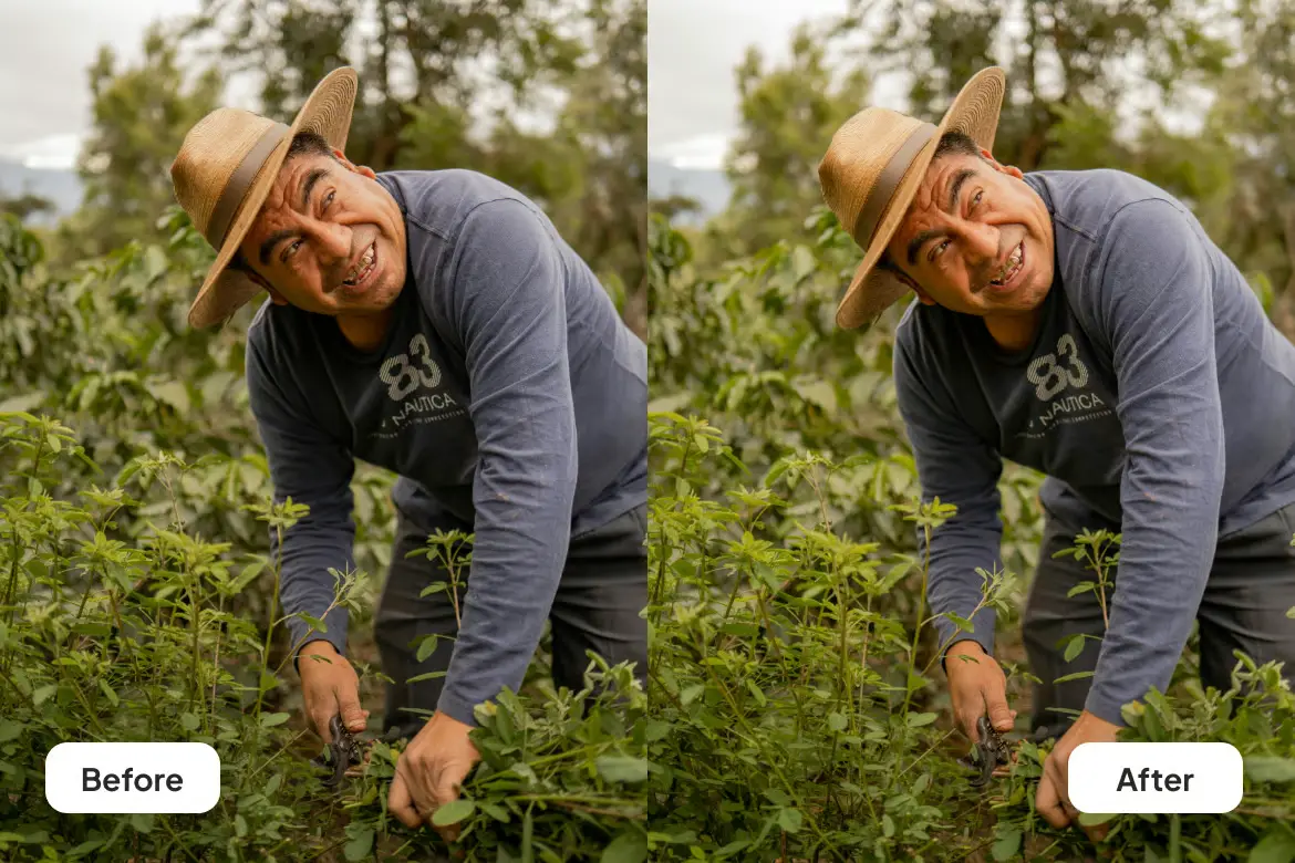 草本色调Lightroom预设自然温暖滤镜 Herbal Tone Presets