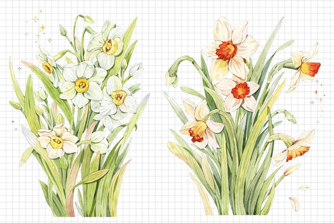 水仙花簇水彩插画素材